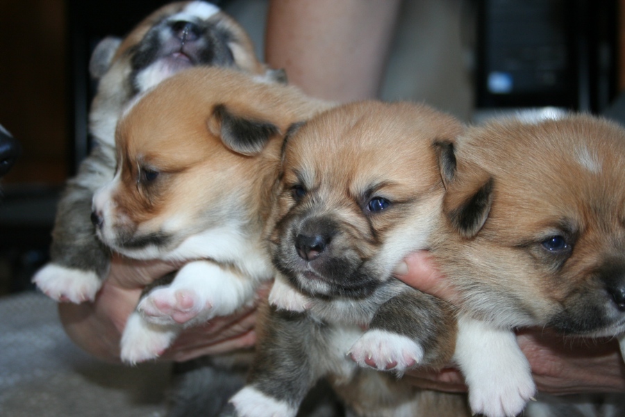 Puppies